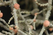 Biatoropsis usnearum